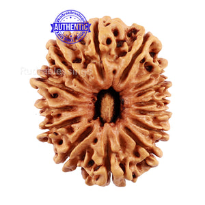 14 Mukhi Nepalese Rudraksha - Bead No. 191