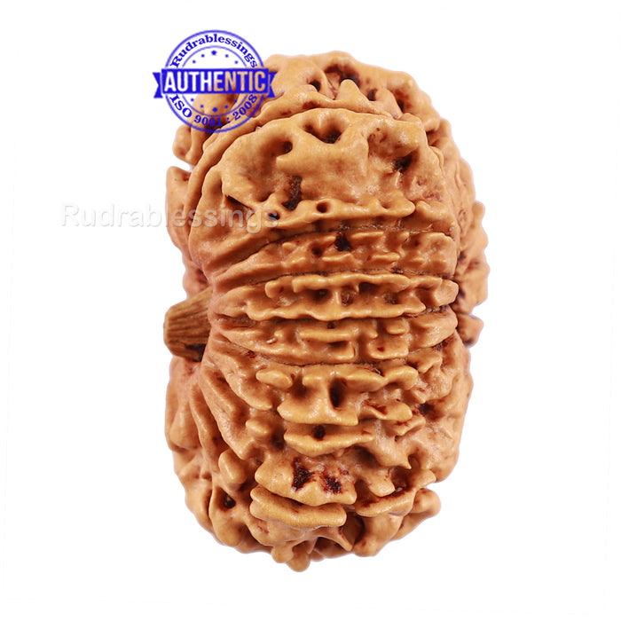 14 Mukhi Nepalese Rudraksha - Bead No. 191