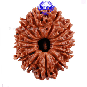 14 Mukhi Nepalese Rudraksha - Bead No. 193