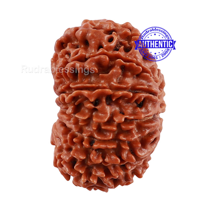 14 Mukhi Nepalese Rudraksha - Bead No. 193