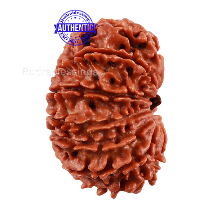 14 Mukhi Nepalese Rudraksha - Bead No. 193