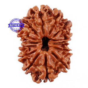 14 Mukhi Nepalese Rudraksha - Bead No. 194