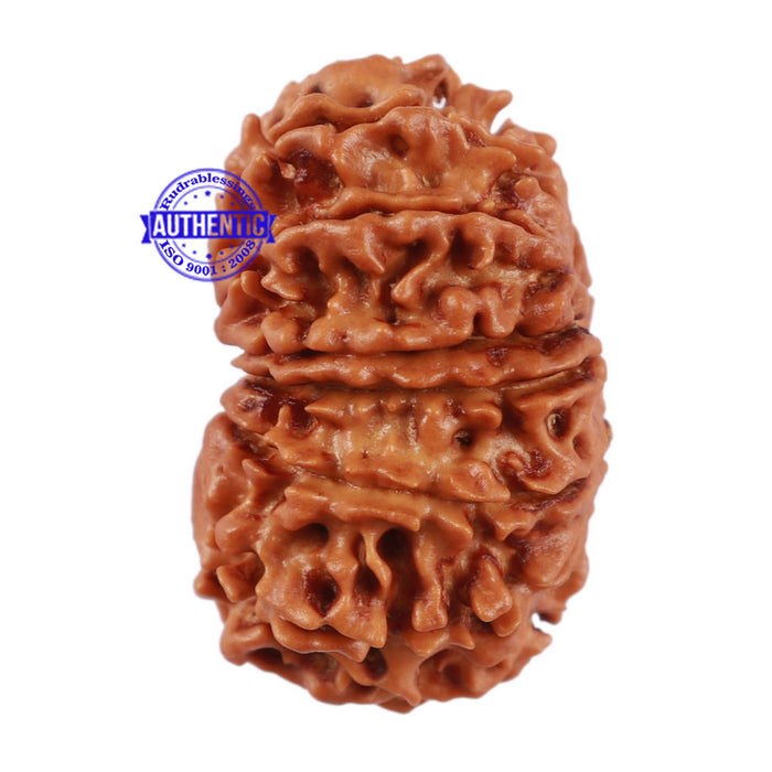 14 Mukhi Nepalese Rudraksha - Bead No. 194