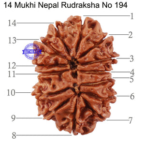 14 Mukhi Nepalese Rudraksha - Bead No. 194