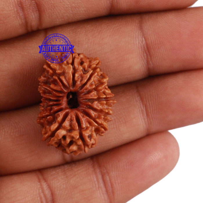 14 Mukhi Nepalese Rudraksha - Bead No. 199