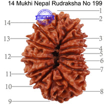 Load image into Gallery viewer, 14 Mukhi Nepalese Rudraksha - Bead No. 199
