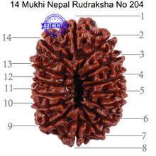 Load image into Gallery viewer, 14 Mukhi Nepalese Rudraksha - Bead No. 204

