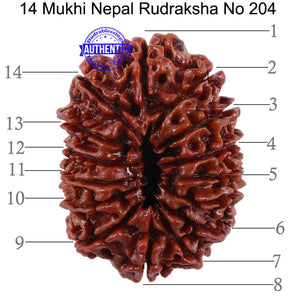 14 Mukhi Nepalese Rudraksha - Bead No. 204