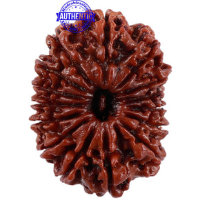 14 Mukhi Nepalese Rudraksha - Bead No. 204