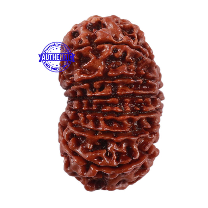 14 Mukhi Nepalese Rudraksha - Bead No. 204