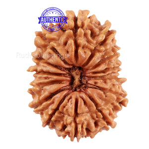 14 Mukhi Nepalese Rudraksha - Bead No. 208