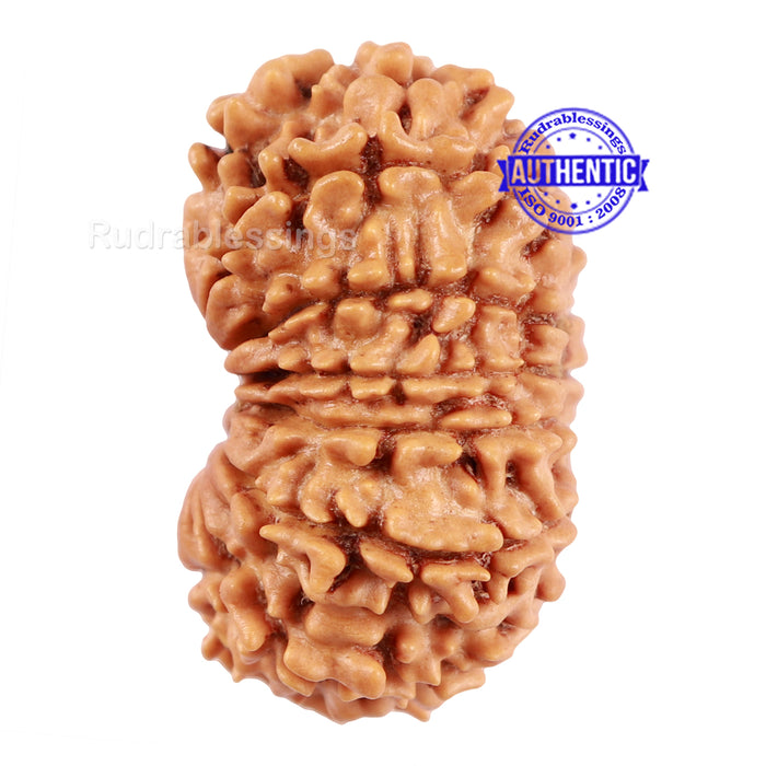 14 Mukhi Nepalese Rudraksha - Bead No. 208