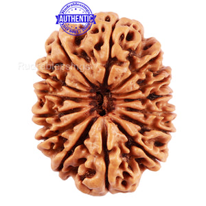 14 Mukhi Nepalese Rudraksha - Bead No. 209