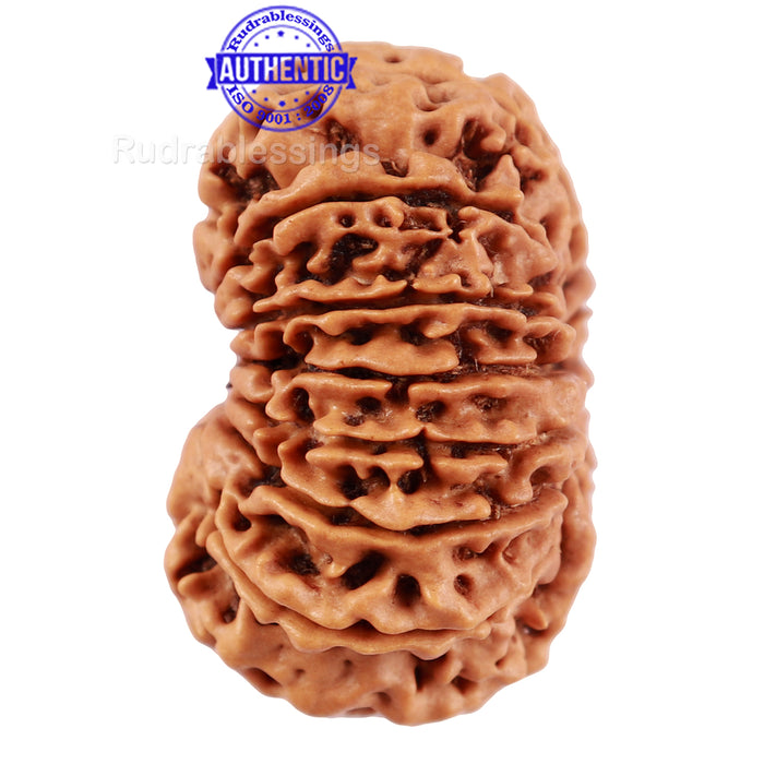 14 Mukhi Nepalese Rudraksha - Bead No. 209