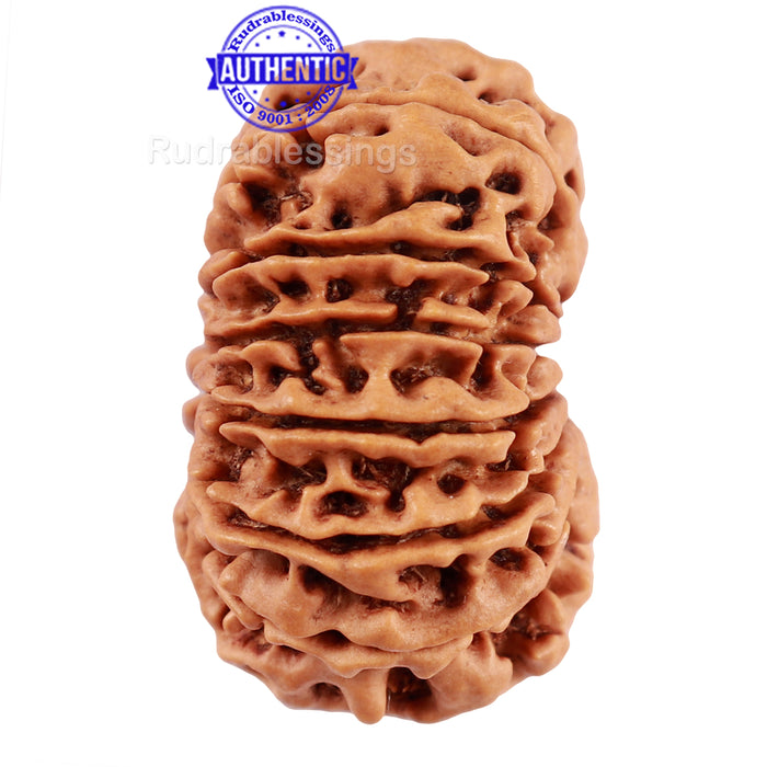 14 Mukhi Nepalese Rudraksha - Bead No. 209