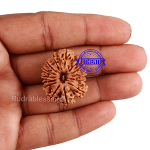 14 Mukhi Nepalese Rudraksha - Bead No. 210