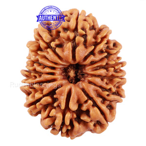 14 Mukhi Nepalese Rudraksha - Bead No. 211