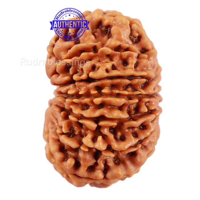 14 Mukhi Nepalese Rudraksha - Bead No. 211