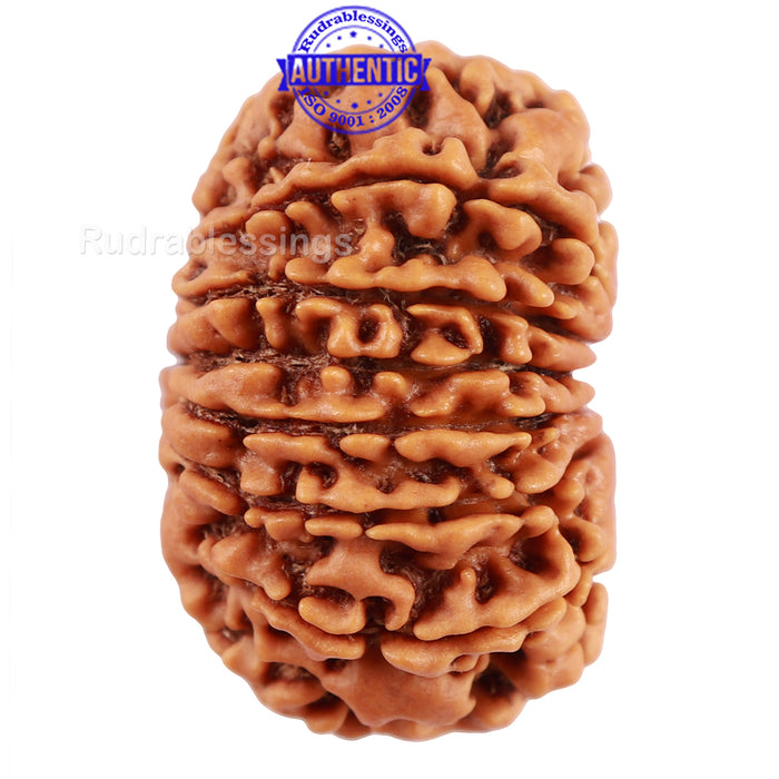 14 Mukhi Nepalese Rudraksha - Bead No. 211