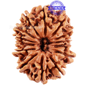 14 Mukhi Nepalese Rudraksha - Bead No. 212