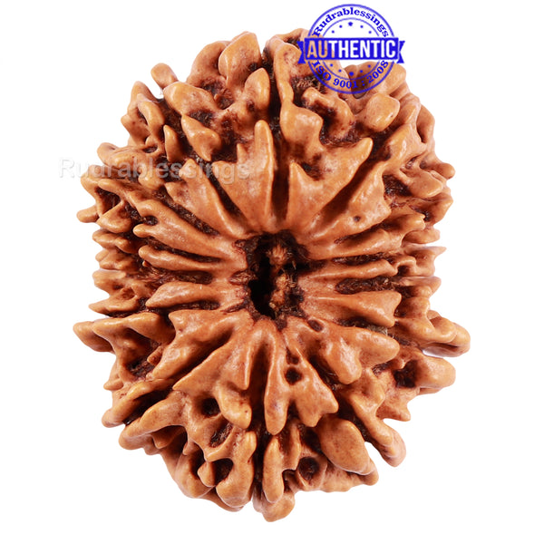 14 Mukhi Nepalese Rudraksha - Bead No. 212
