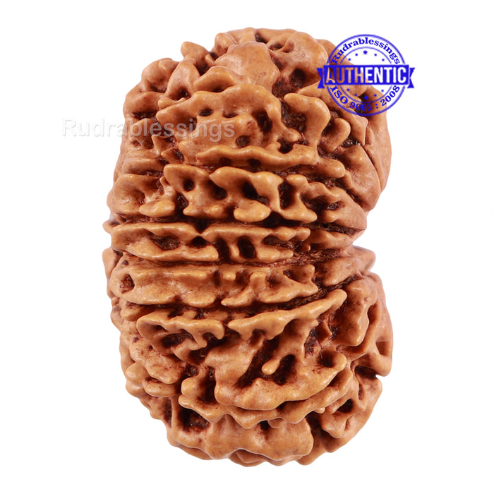 14 Mukhi Nepalese Rudraksha - Bead No. 212