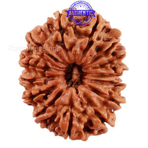 14 Mukhi Nepalese Rudraksha - Bead No. 215