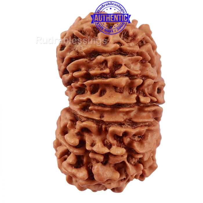 14 Mukhi Nepalese Rudraksha - Bead No. 215