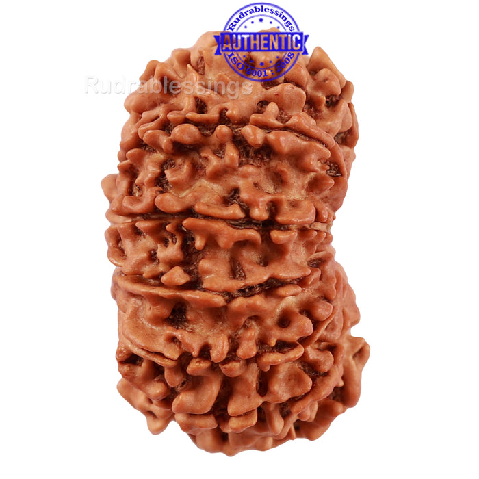 14 Mukhi Nepalese Rudraksha - Bead No. 215