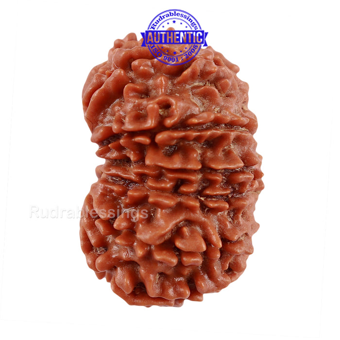 14 Mukhi Nepalese Rudraksha - Bead No. 220