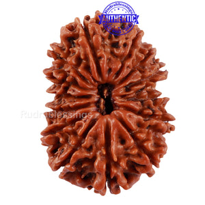 14 Mukhi Nepalese Rudraksha - Bead No. 221
