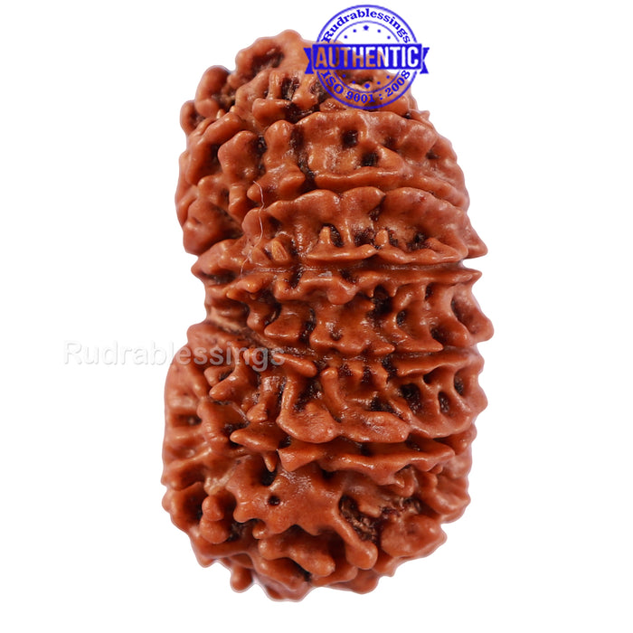 14 Mukhi Nepalese Rudraksha - Bead No. 221
