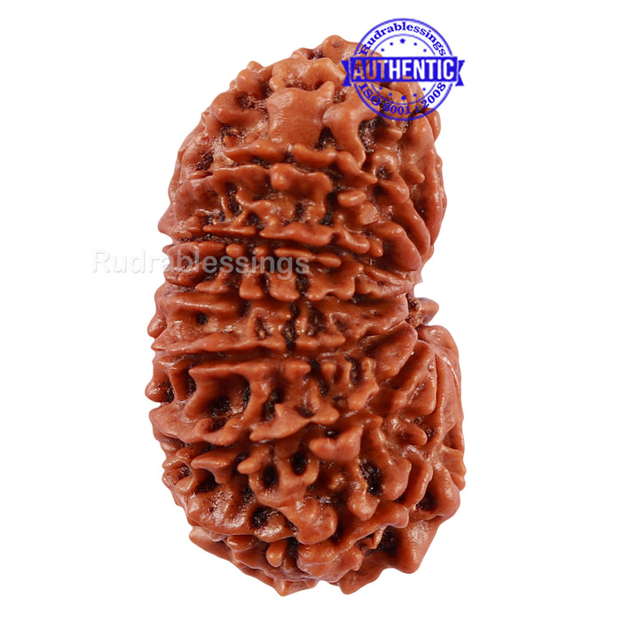14 Mukhi Nepalese Rudraksha - Bead No. 221