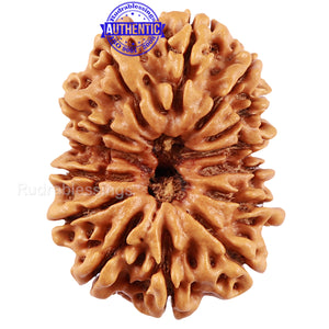 14 Mukhi Nepalese Rudraksha - Bead No. 224
