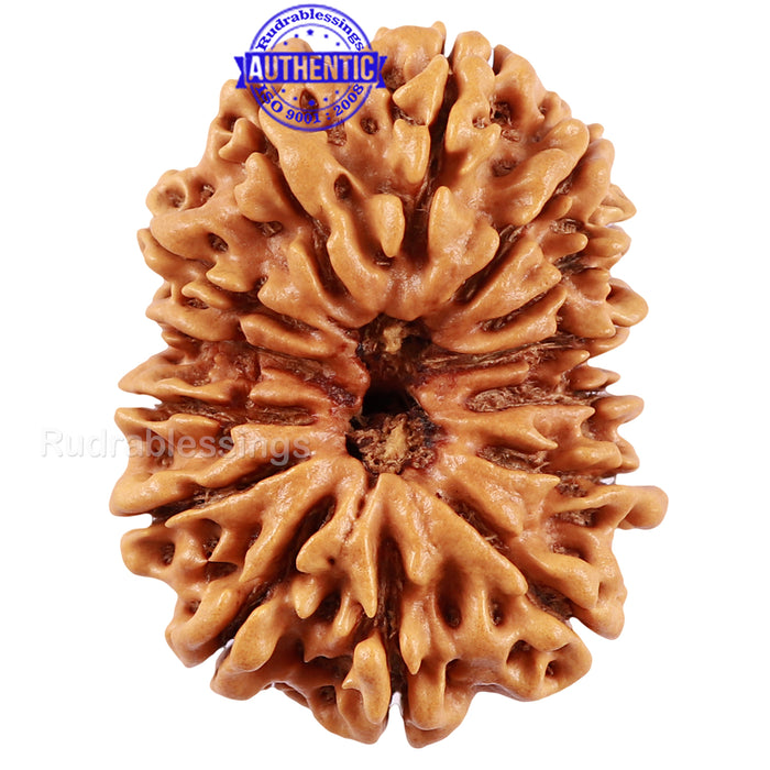 14 Mukhi Nepalese Rudraksha - Bead No. 224