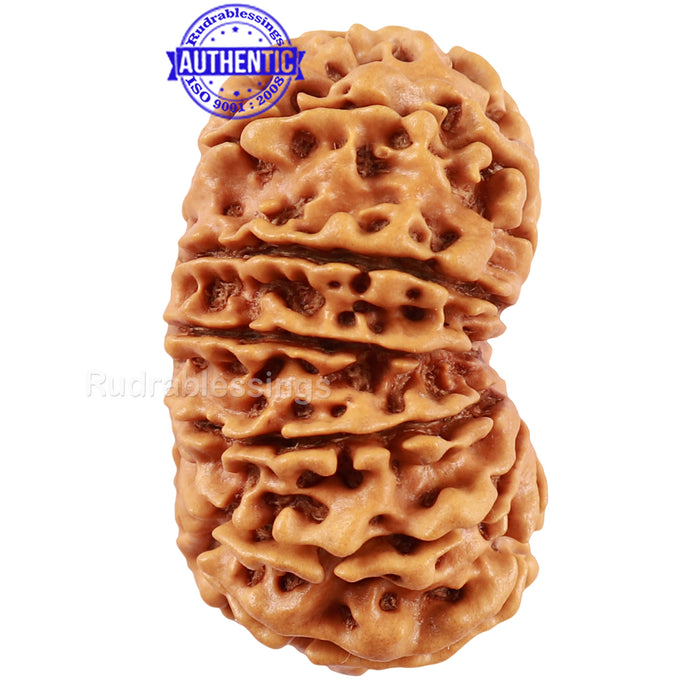 14 Mukhi Nepalese Rudraksha - Bead No. 224