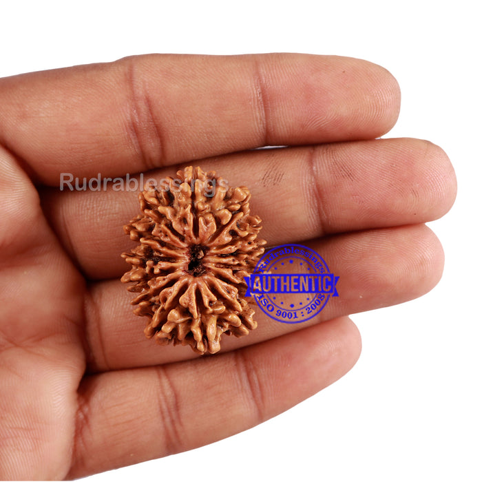 14 Mukhi Nepalese Rudraksha - Bead No. 225