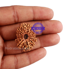 Load image into Gallery viewer, 14 Mukhi Nepalese Rudraksha - Bead No. 227
