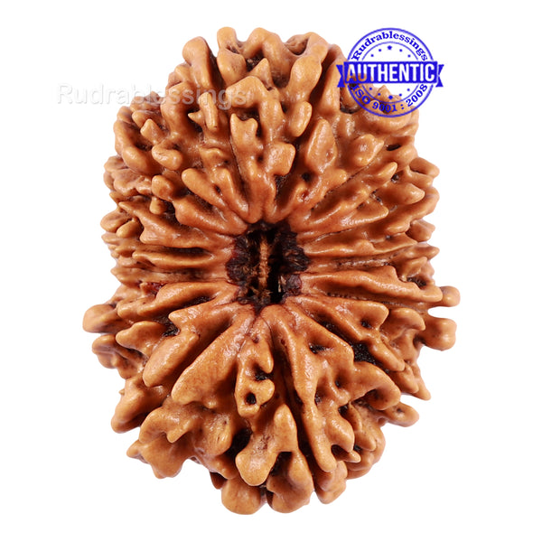 14 Mukhi Nepalese Rudraksha - Bead No. 227