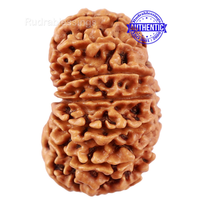 14 Mukhi Nepalese Rudraksha - Bead No. 227