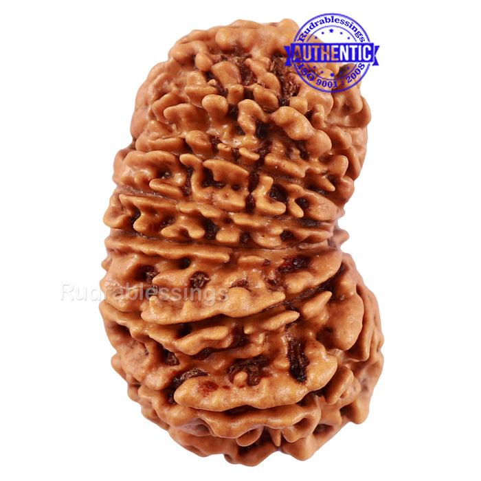 14 Mukhi Nepalese Rudraksha - Bead No. 227