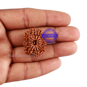 14 Mukhi Nepalese Rudraksha - Bead No. 230