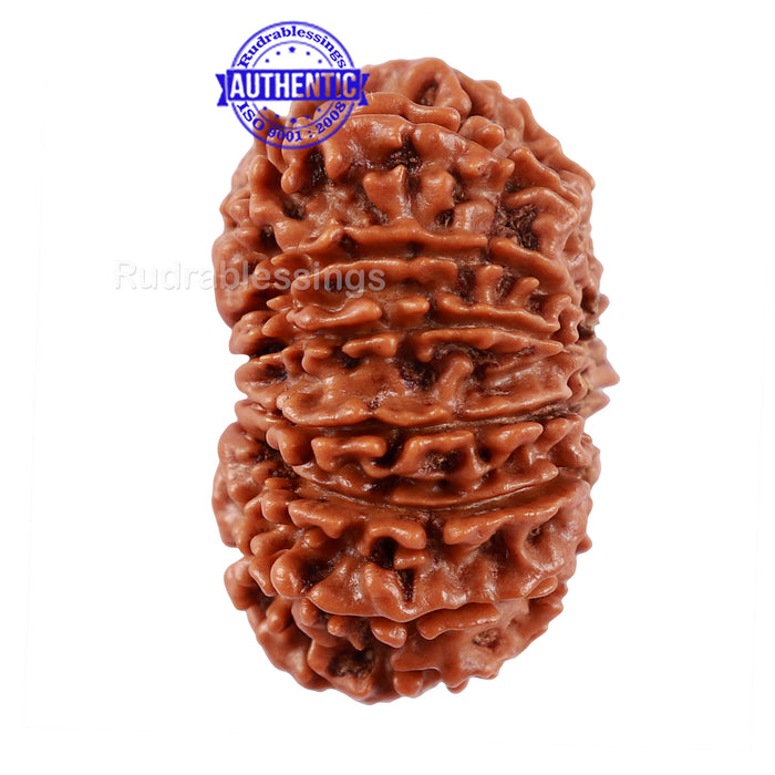 14 Mukhi Nepalese Rudraksha - Bead No. 230
