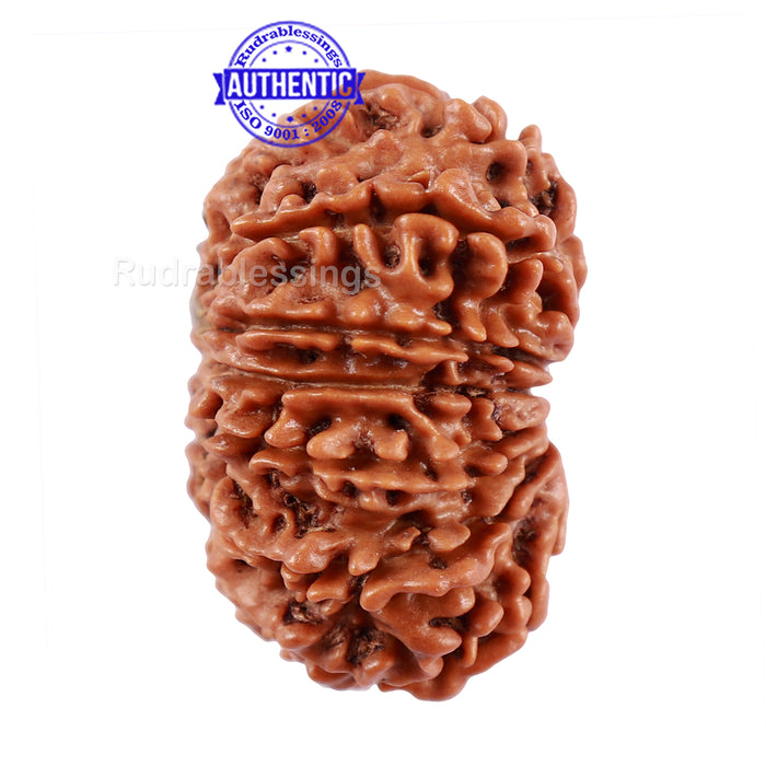 14 Mukhi Nepalese Rudraksha - Bead No. 230