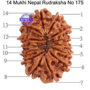 14 Mukhi Nepalese Rudraksha - Bead No. 175