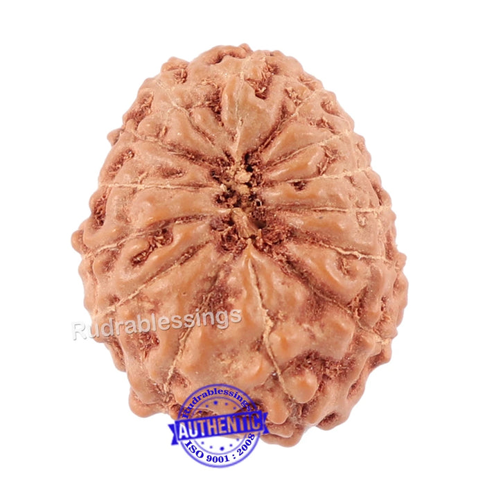 14 mukhi Indonesian Rudraksha -  Bead No. 123