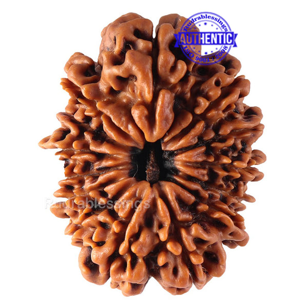 14 Mukhi Nepalese Rudraksha - Bead No. 143