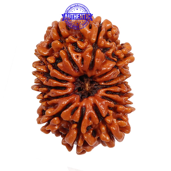 14 Mukhi Nepalese Rudraksha - Bead No. 150