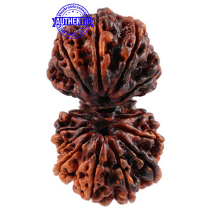 14 Mukhi Nepalese Gaurishankar Rudraksha - Bead No. 165