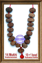 Load image into Gallery viewer, 14 mukhi Rudraksha Mala - (18+1 beads - Indonesian)
